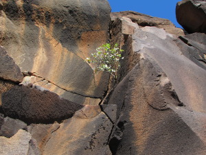 flower in boulder 2