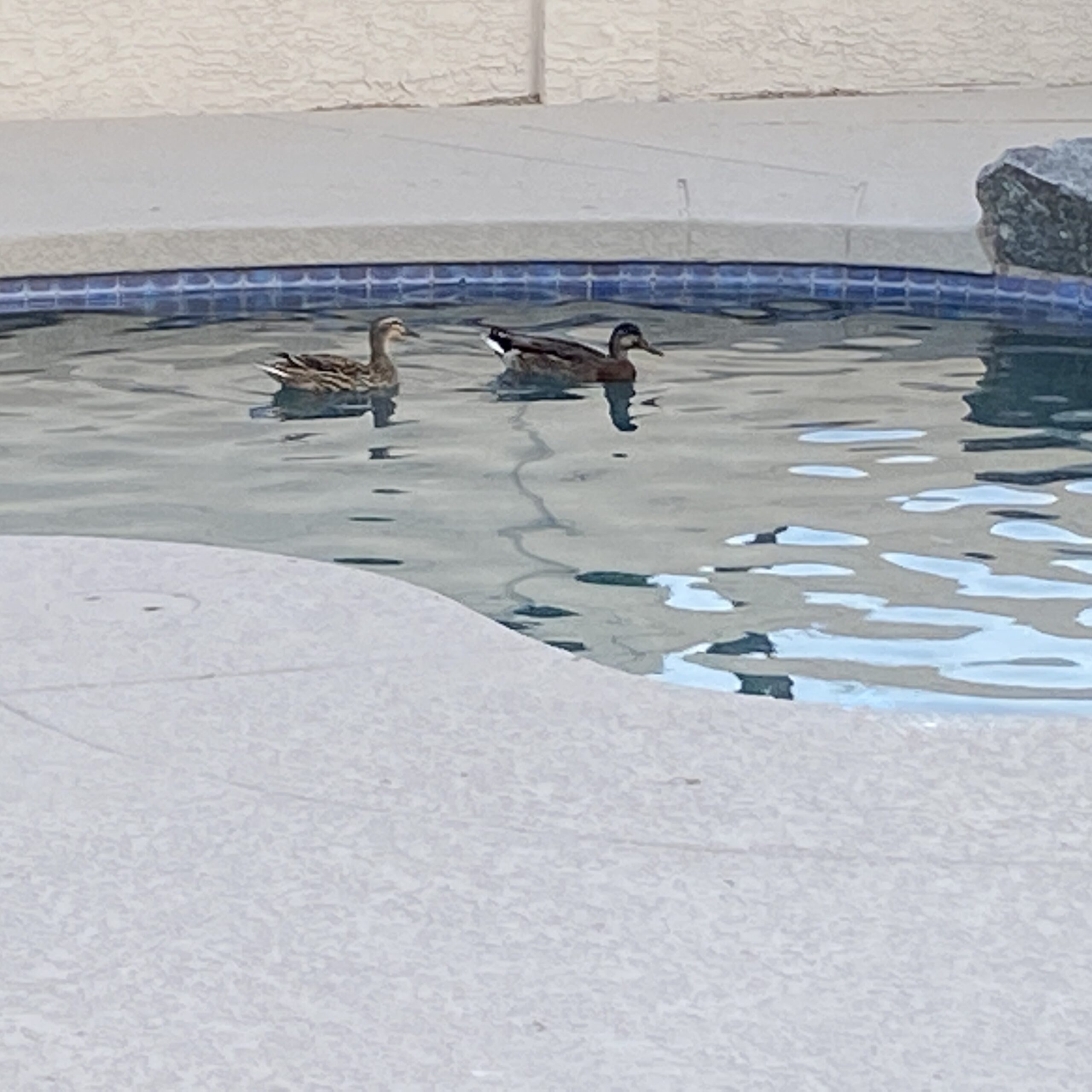 ducks swimming pool